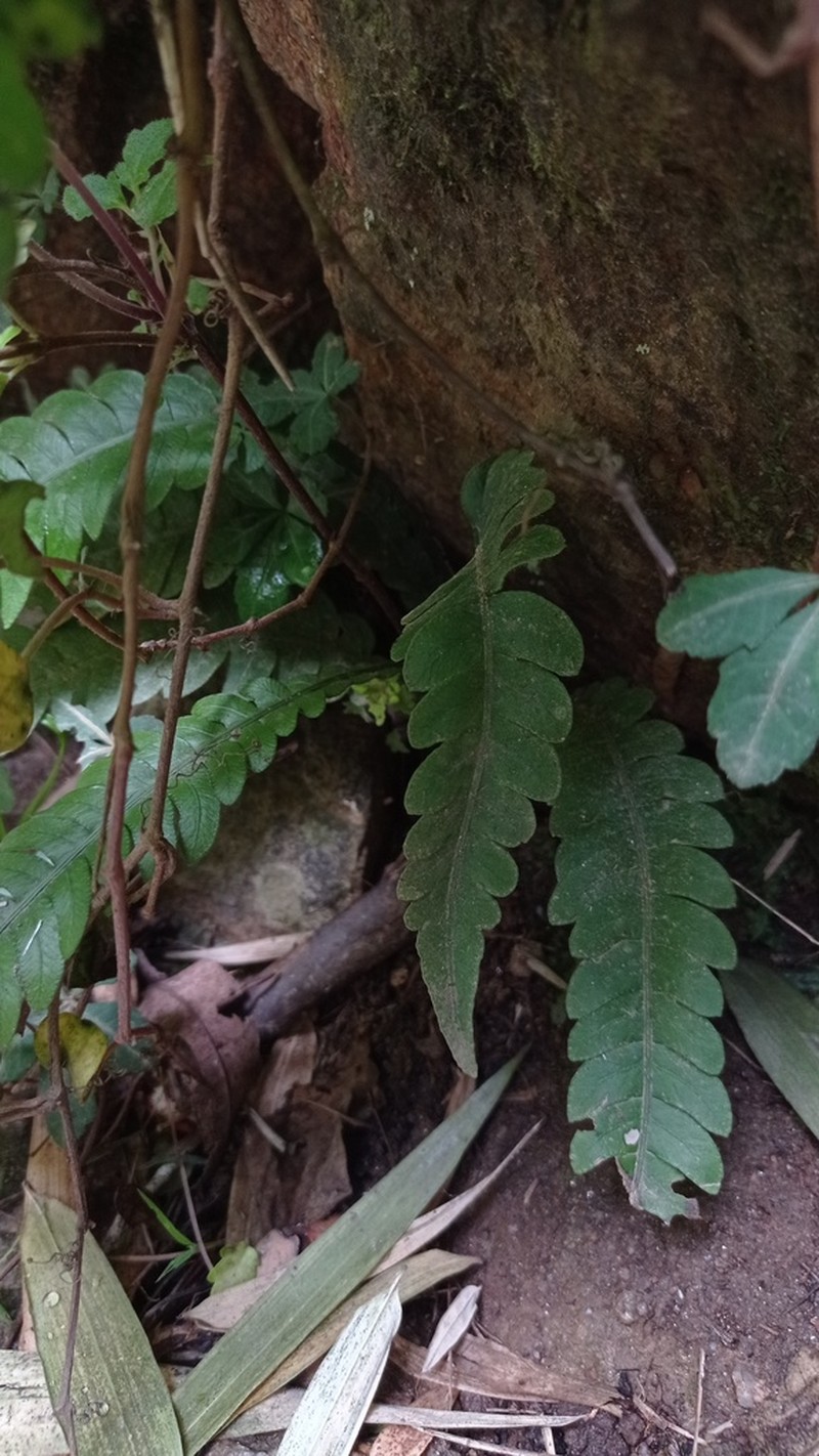 Blechnum mochaenum photo 2