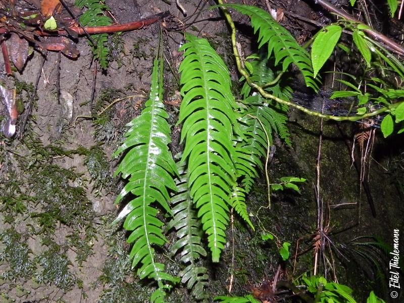 Blechnum mochaenum photo 3