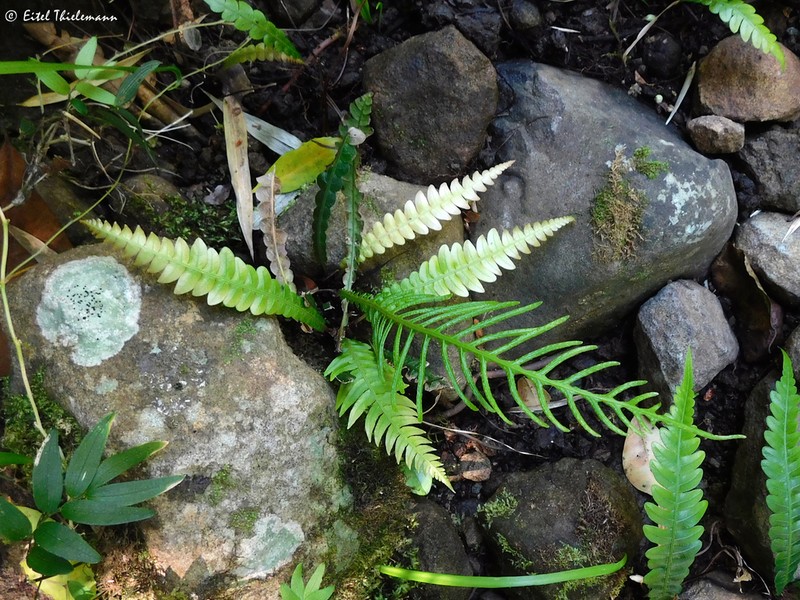 Blechnum mochaenum photo 4