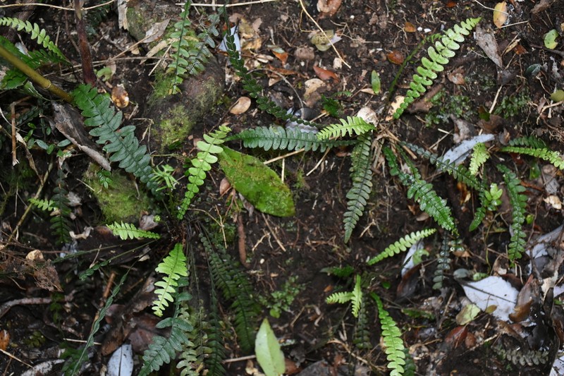 Blechnum mochaenum photo 5