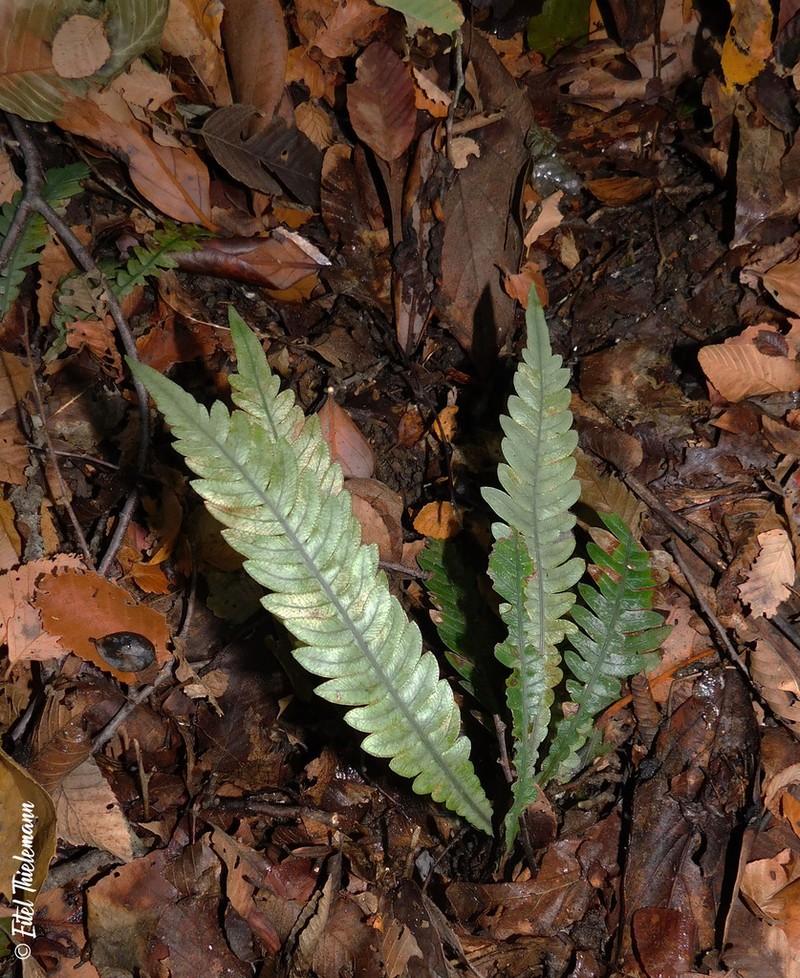 Blechnum mochaenum photo 6