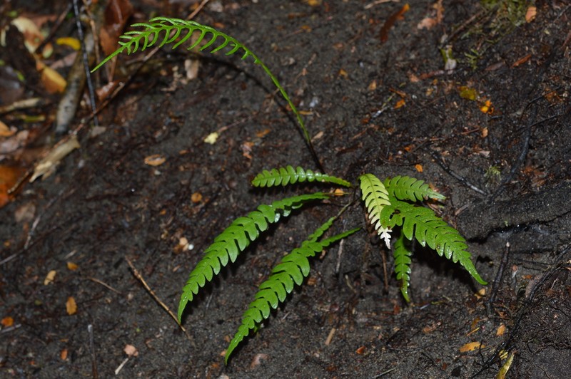 Blechnum mochaenum photo 7