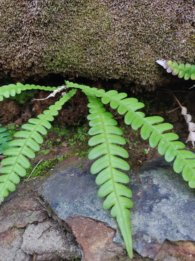 Blechnum mochaenum photo 8