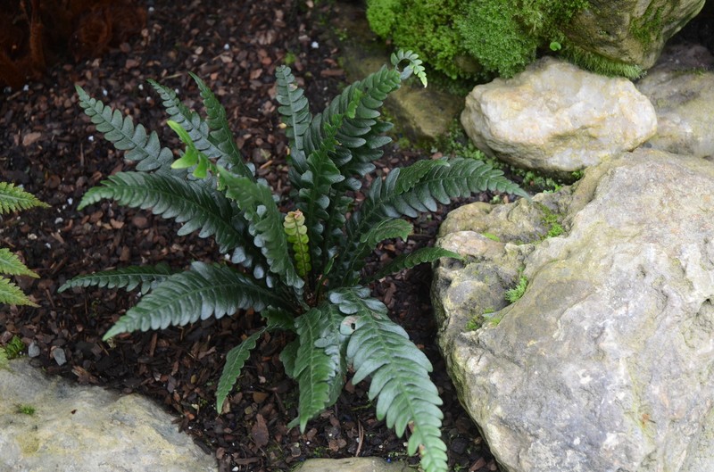 Blechnum mochaenum subsp. mochaenum