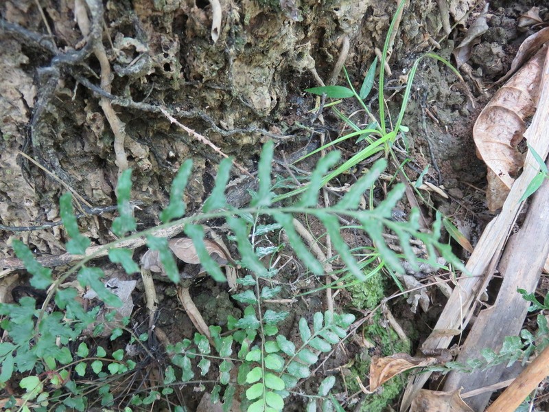 Blechnum molle photo 2