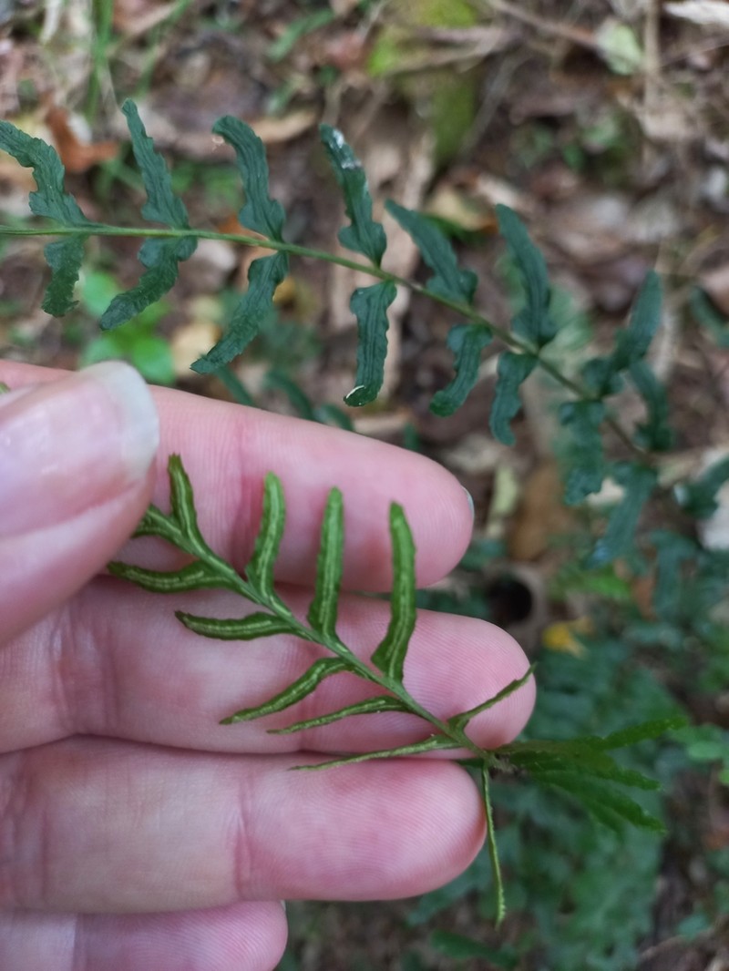 Blechnum molle photo 3