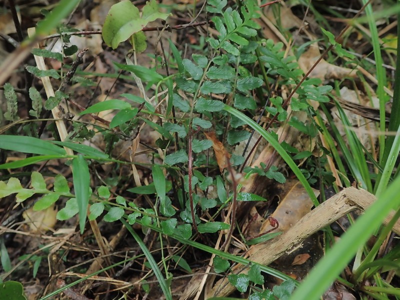Blechnum molle photo 4