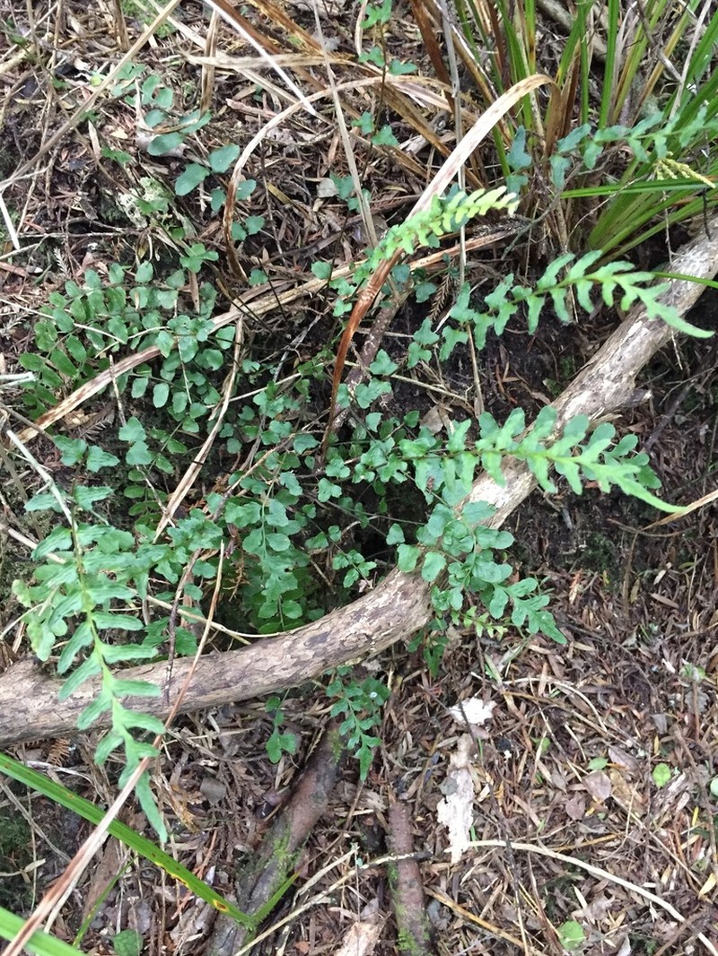 Blechnum molle photo 5