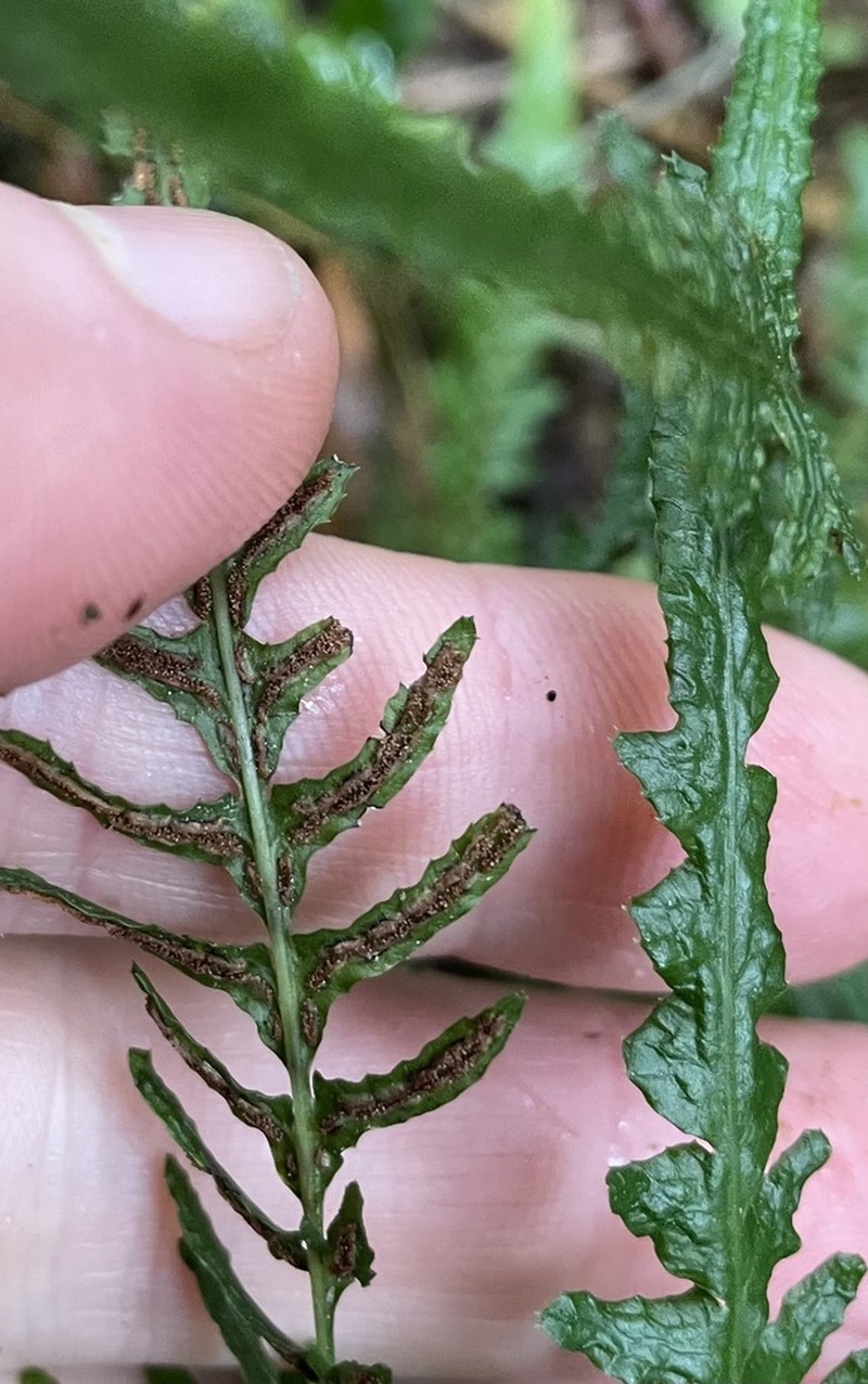 Blechnum molle photo 6