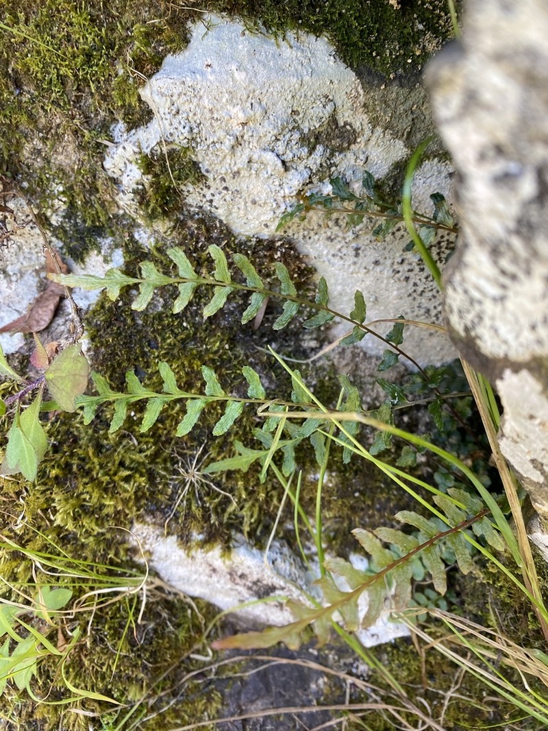 Blechnum molle photo 7