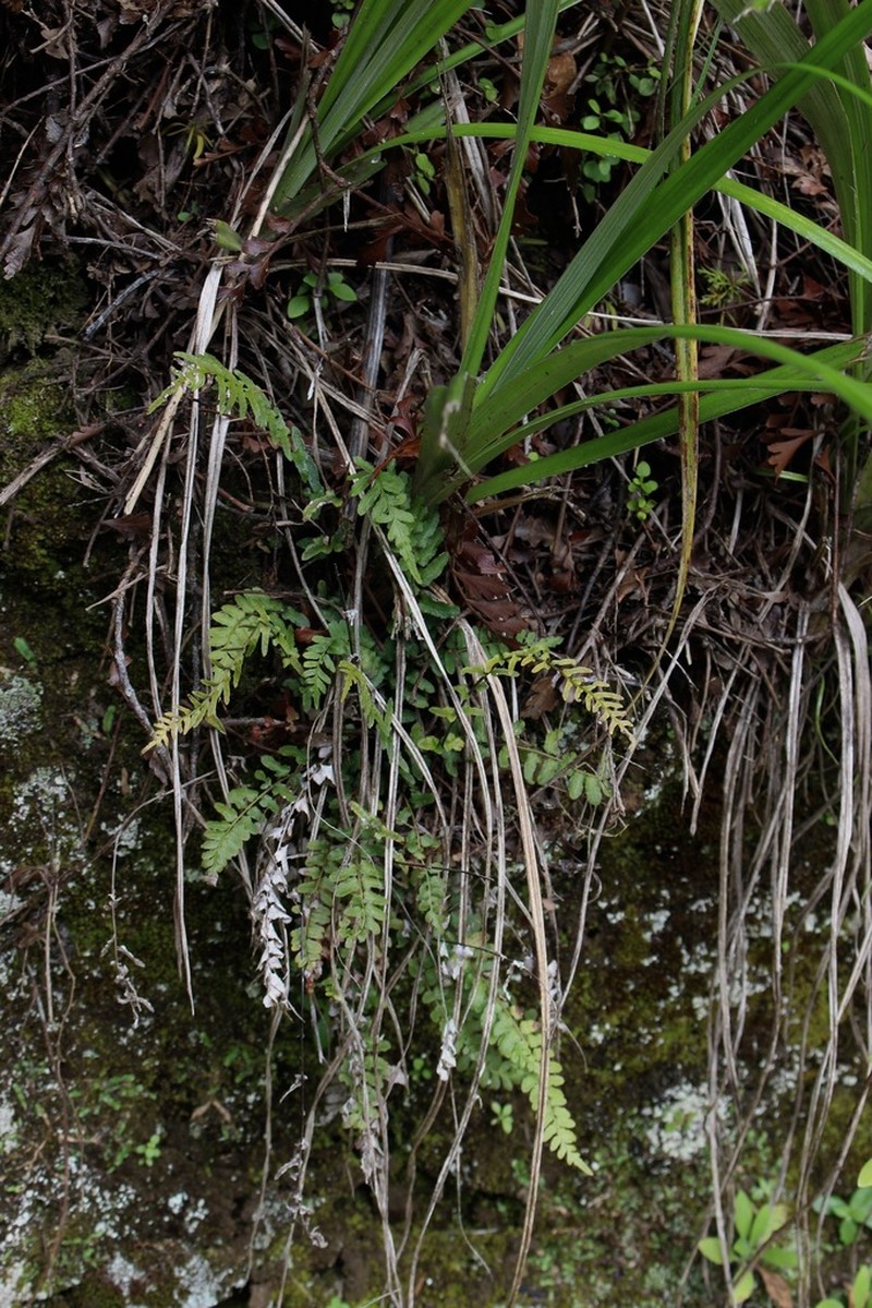 Blechnum molle photo 8