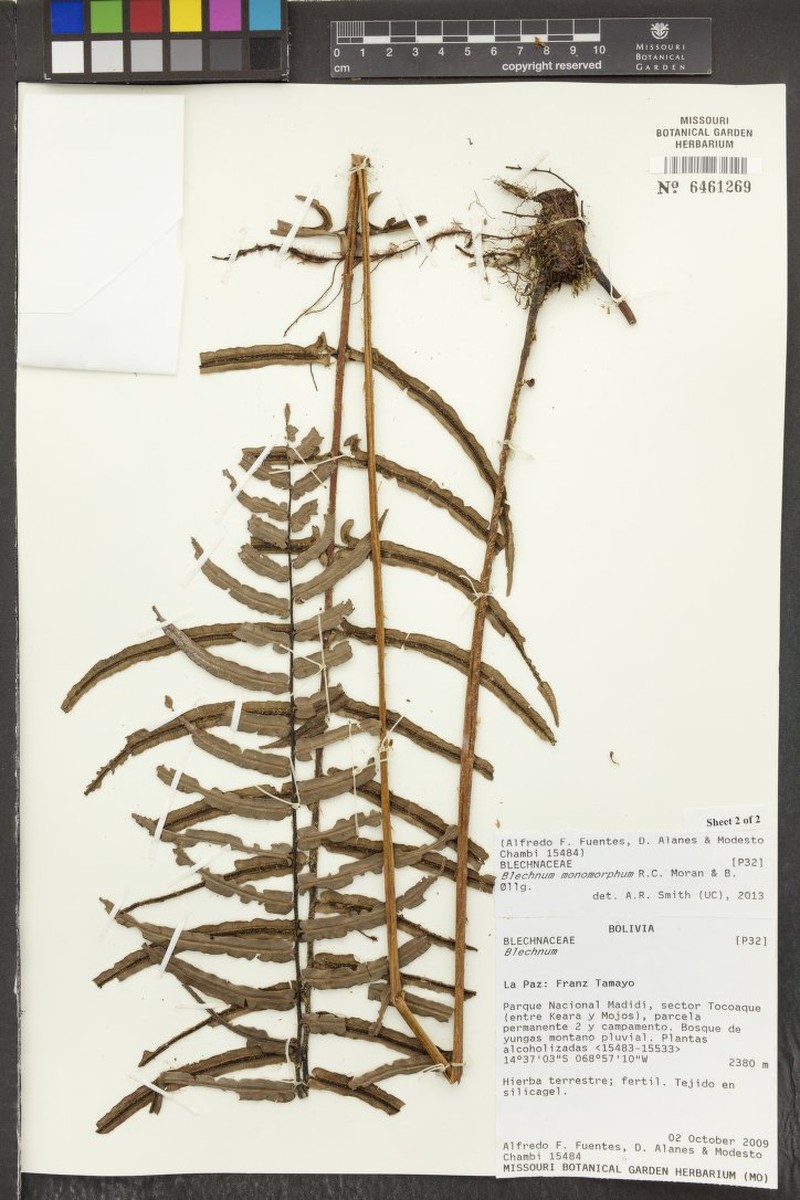 Blechnum monomorphum