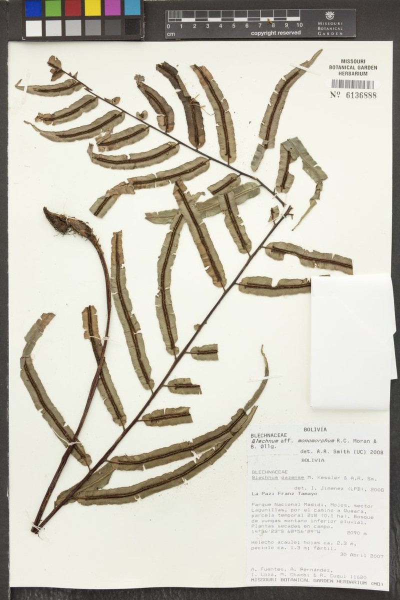 Blechnum monomorphum photo 2