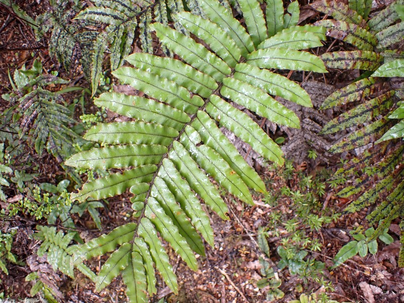Blechnum montanum