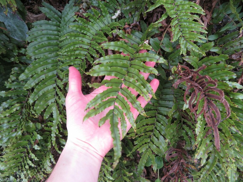 Blechnum montanum photo 2