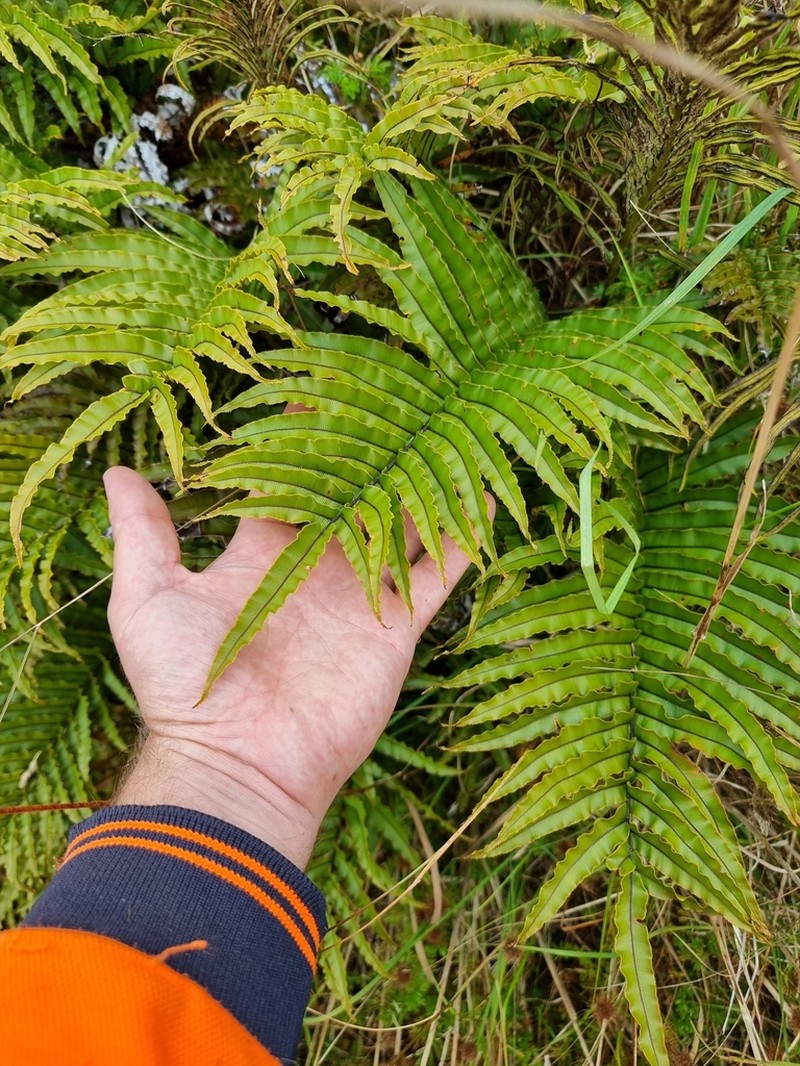 Blechnum montanum photo 3