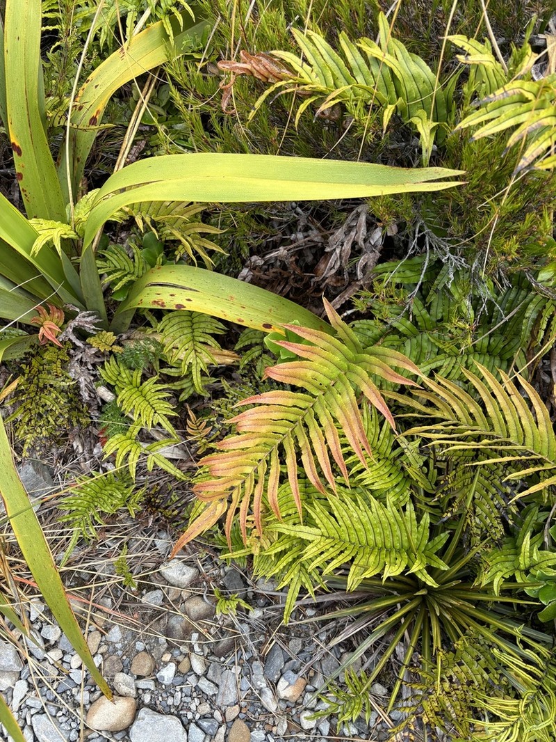 Blechnum montanum photo 4