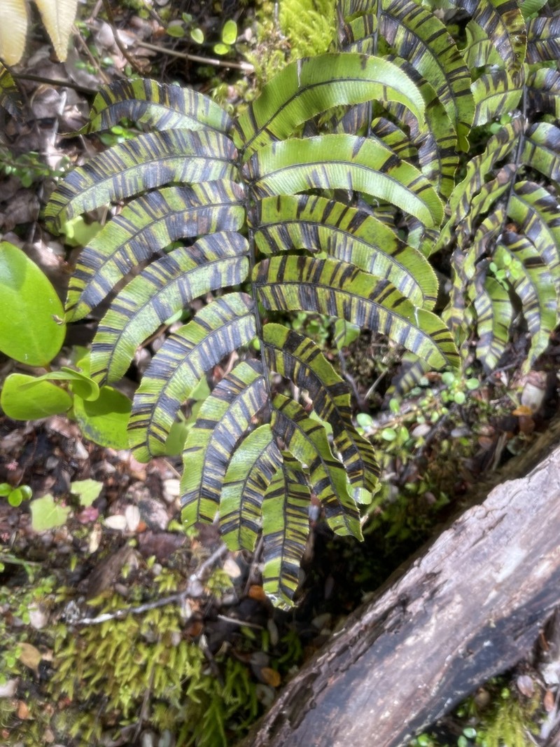 Blechnum montanum photo 5