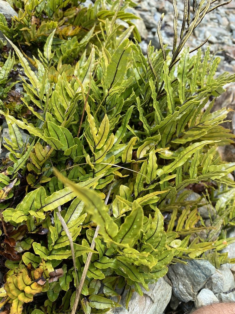 Blechnum montanum photo 6