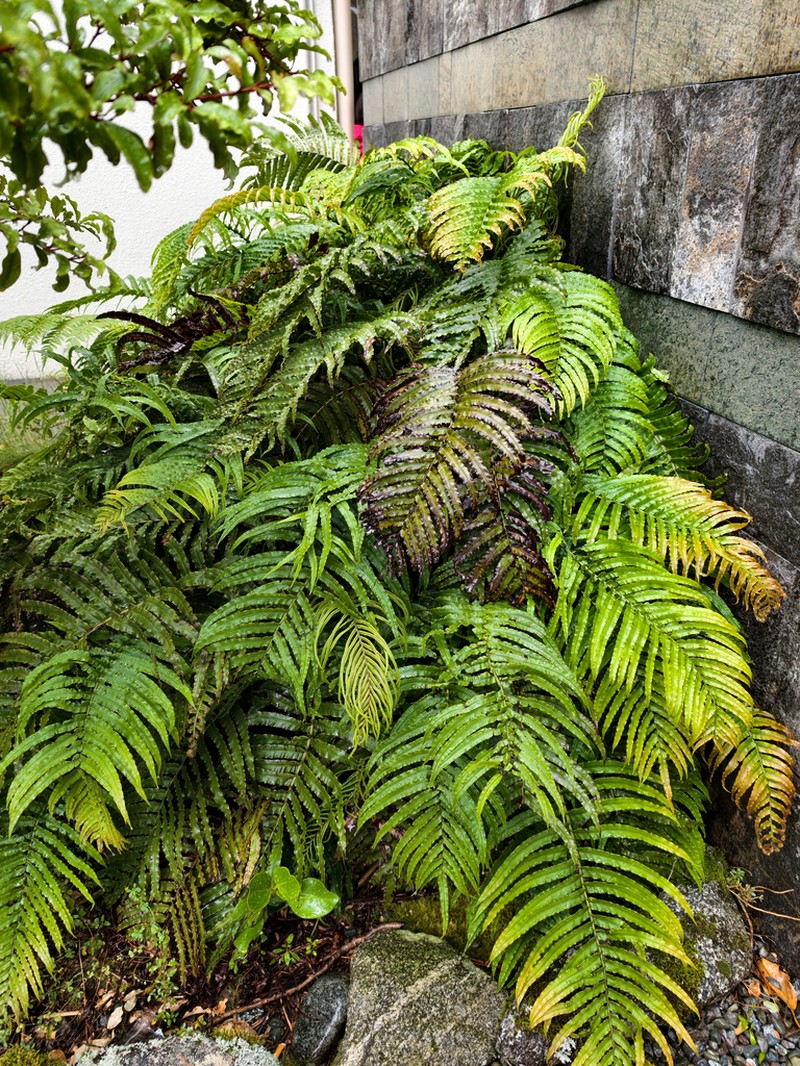 Blechnum montanum photo 7