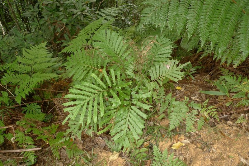 Blechnum moorei photo 2