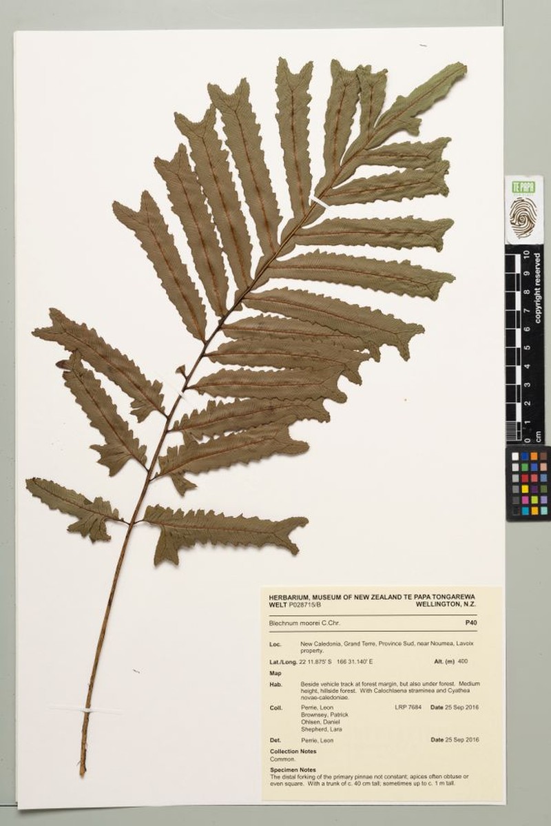 Blechnum moorei photo 4