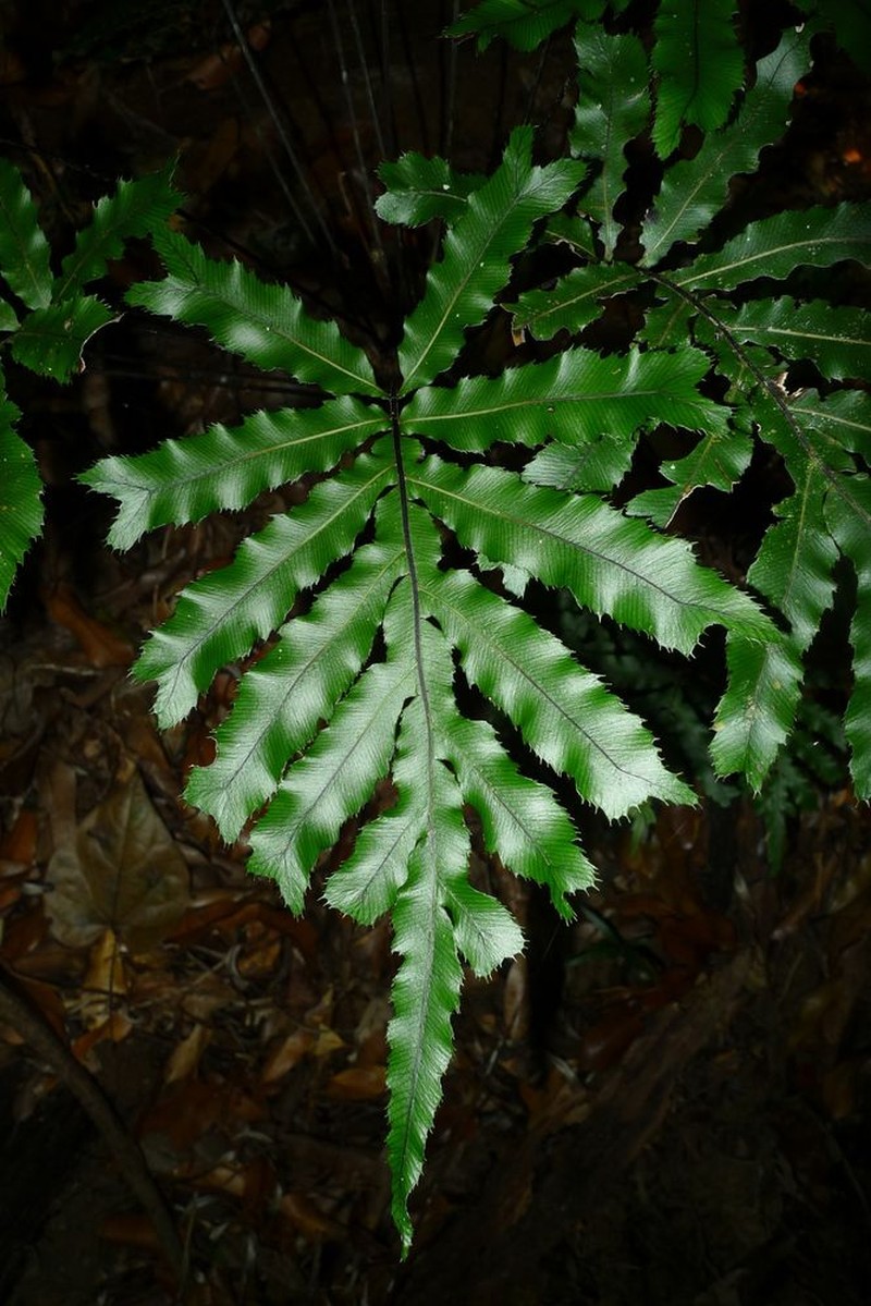 Blechnum moorei photo 5