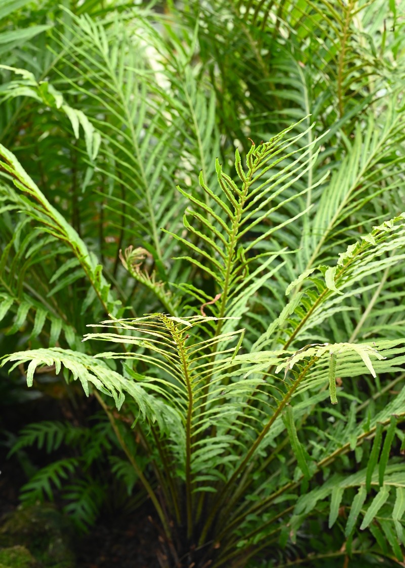 Blechnum moorei photo 6