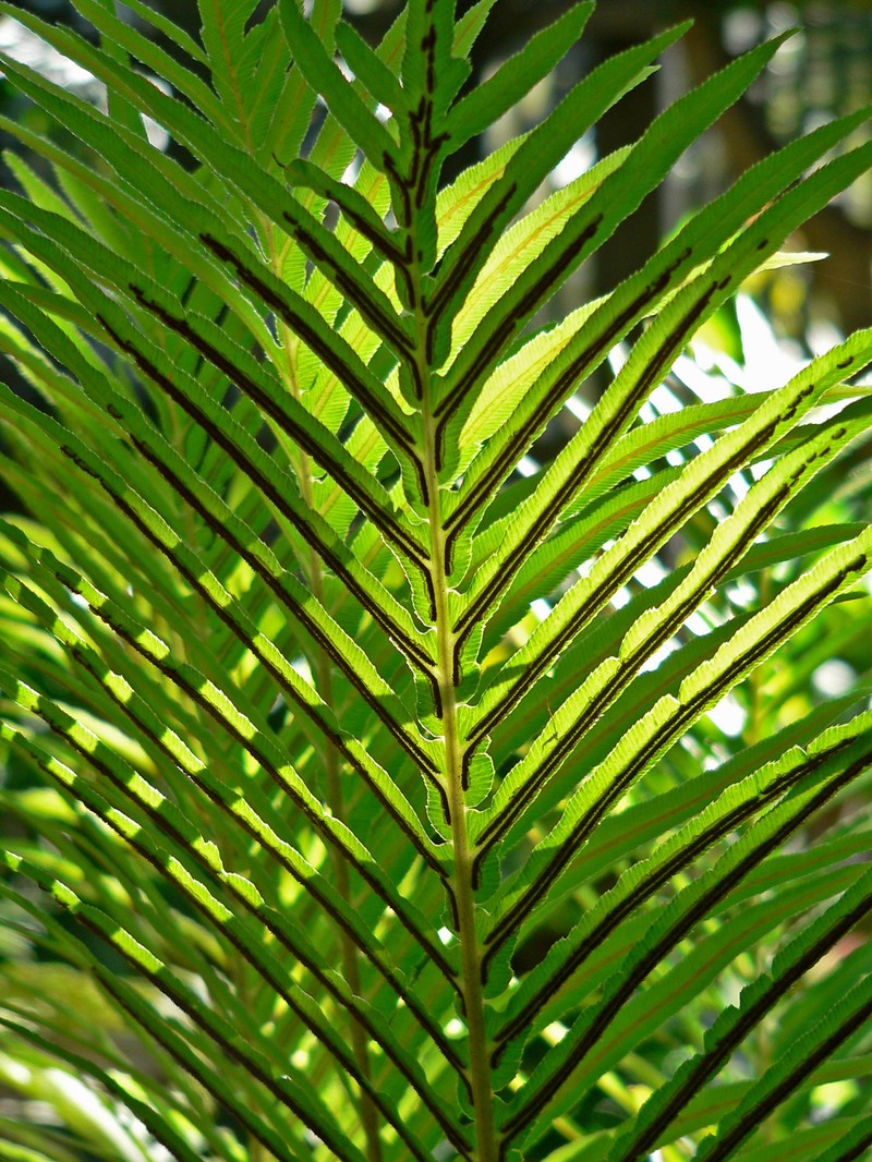 Blechnum moorei photo 7