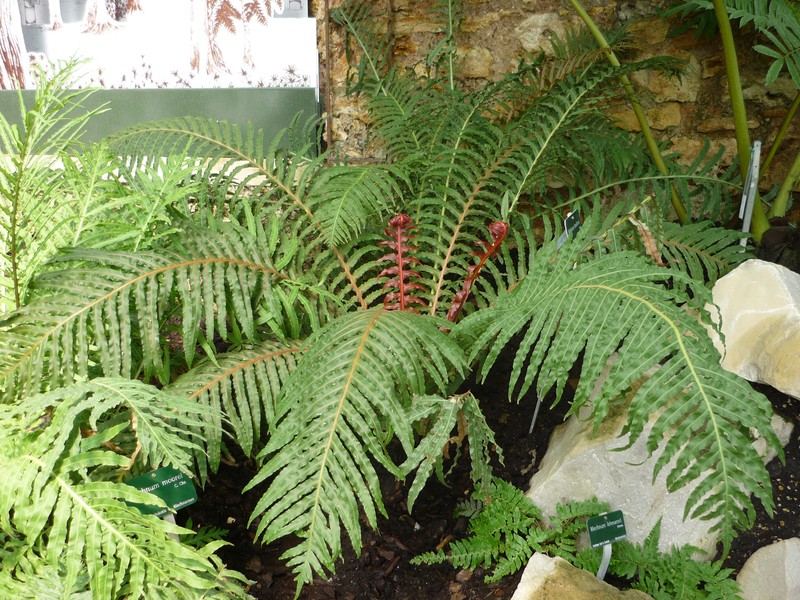 Blechnum moorei photo 8