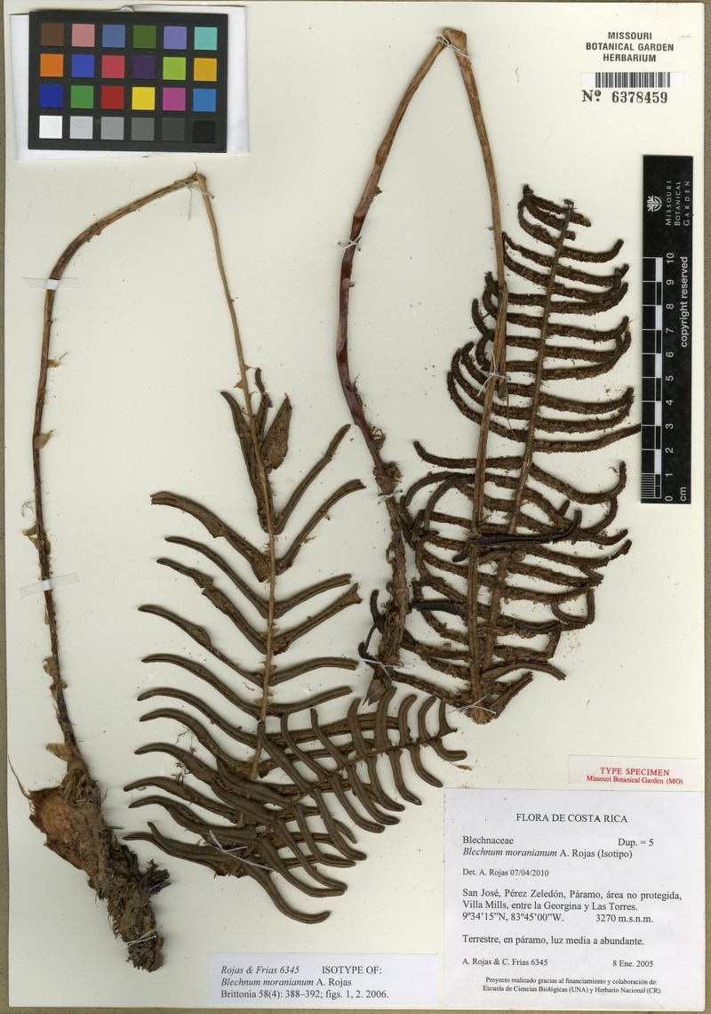 Blechnum moranianum