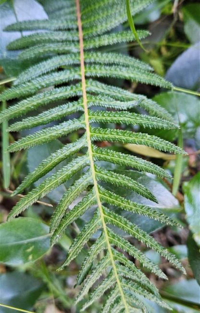 Blechnum neohollandicum