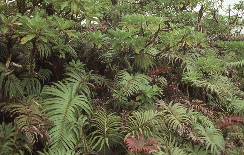 Blechnum nesophilum