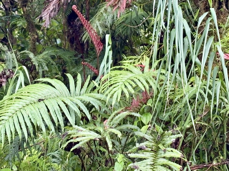 Blechnum nesophilum photo 3