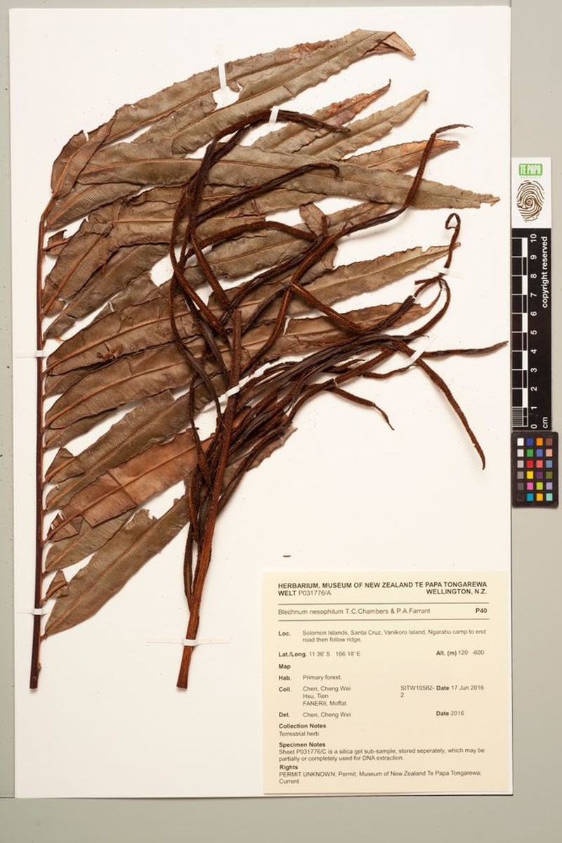 Blechnum nesophilum photo 4