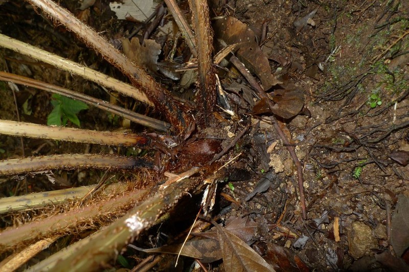 Blechnum nesophilum photo 6