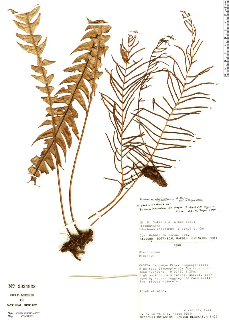 Blechnum nigrocostatum