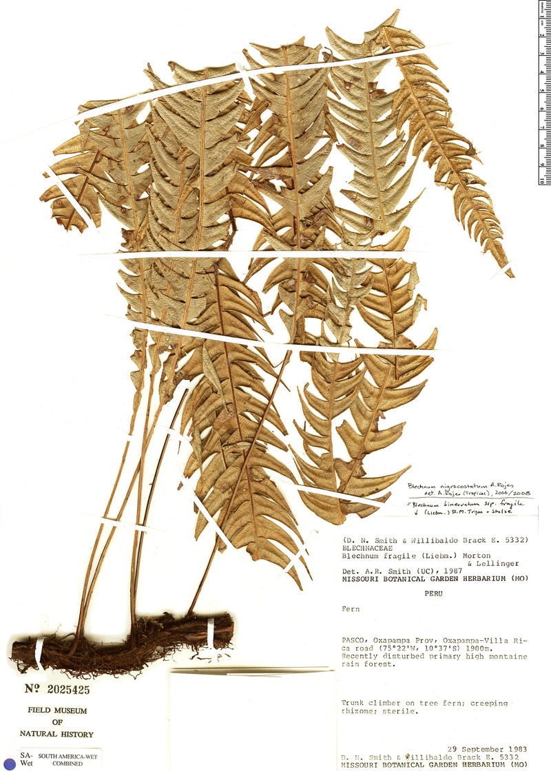 Blechnum nigrocostatum photo 2