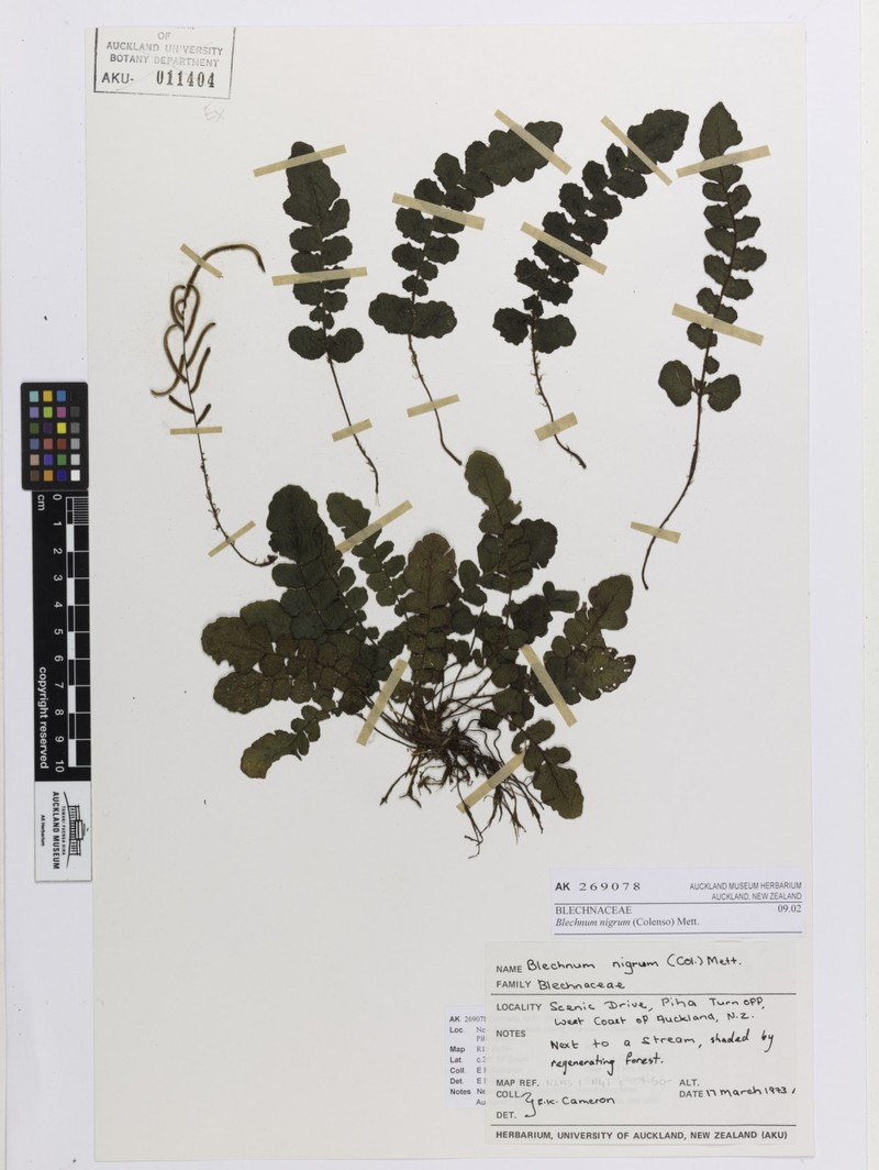 Blechnum nigrum