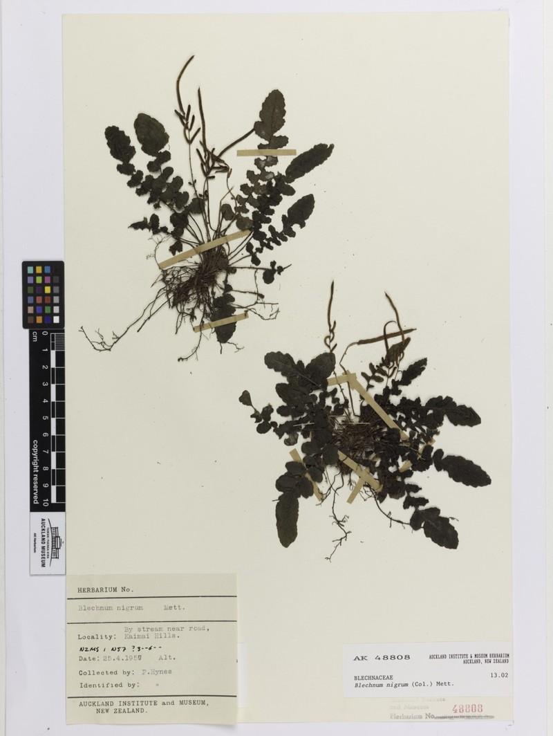 Blechnum nigrum photo 2