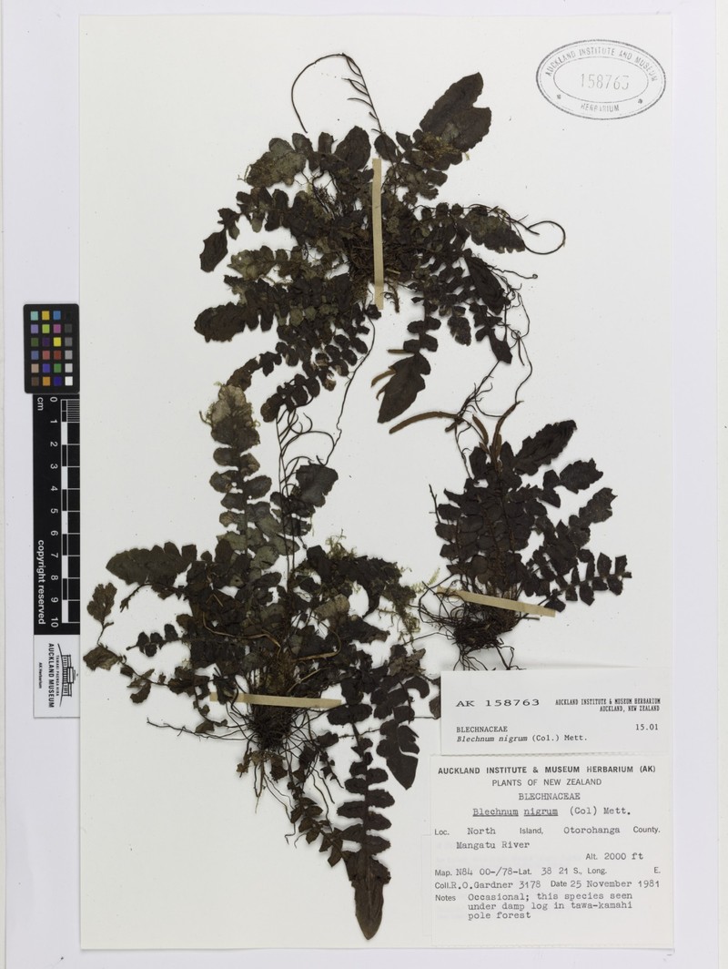 Blechnum nigrum photo 4