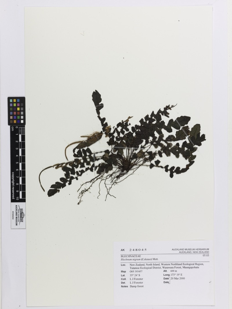 Blechnum nigrum photo 5