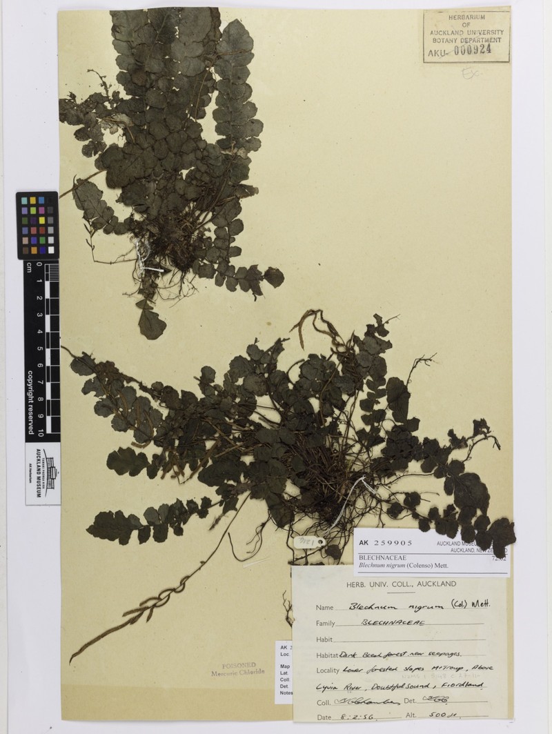 Blechnum nigrum photo 6