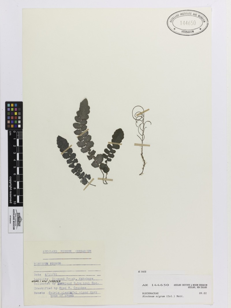 Blechnum nigrum photo 7