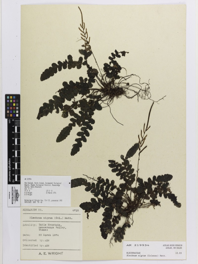 Blechnum nigrum photo 8