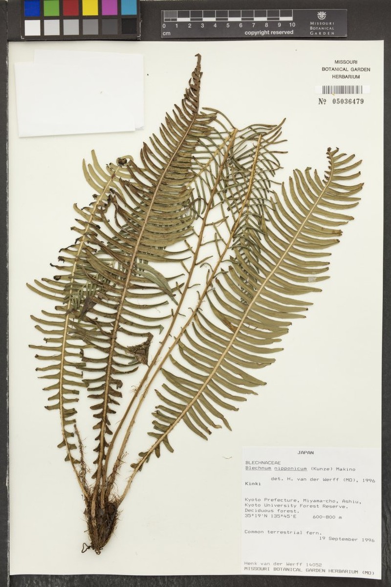 Blechnum niponicum