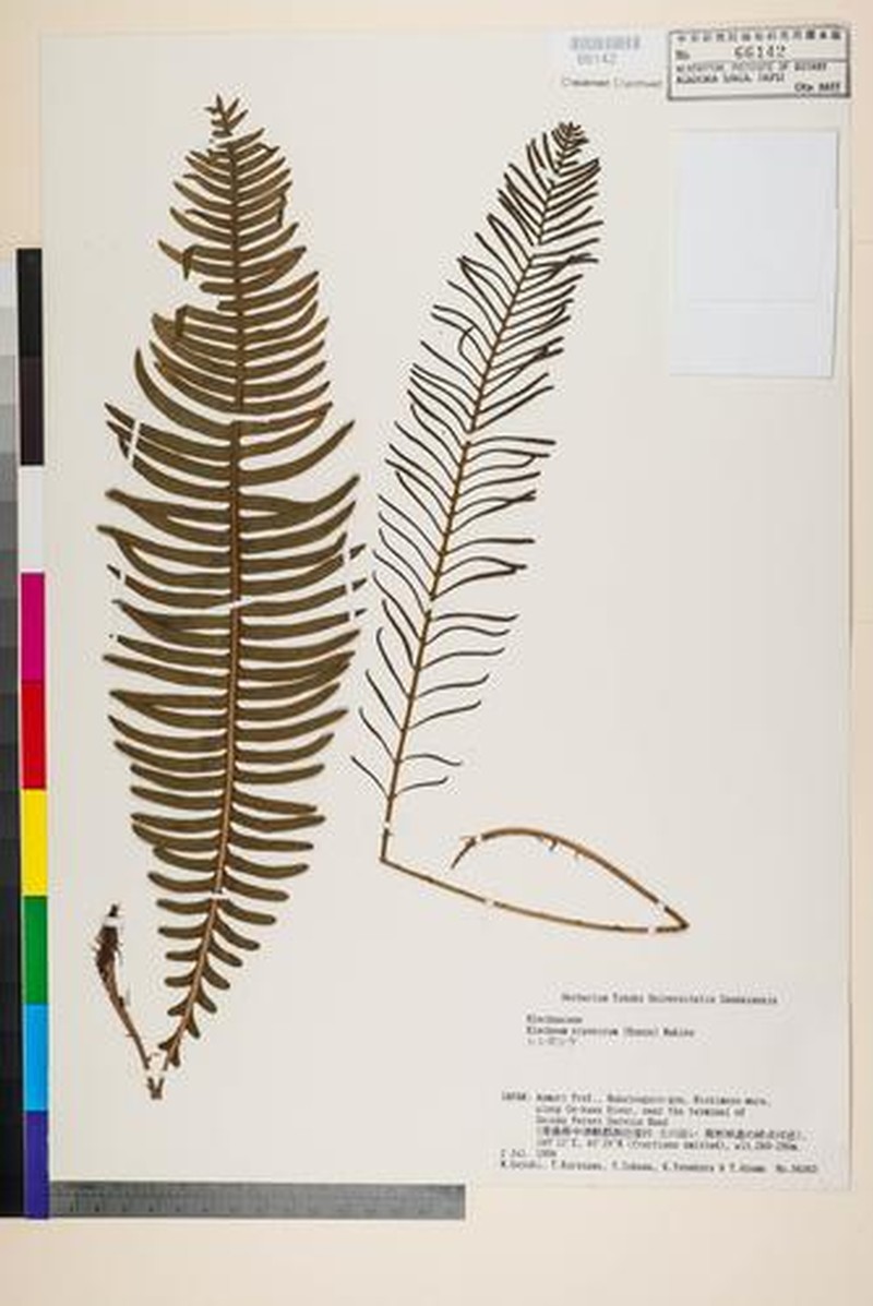 Blechnum niponicum photo 2