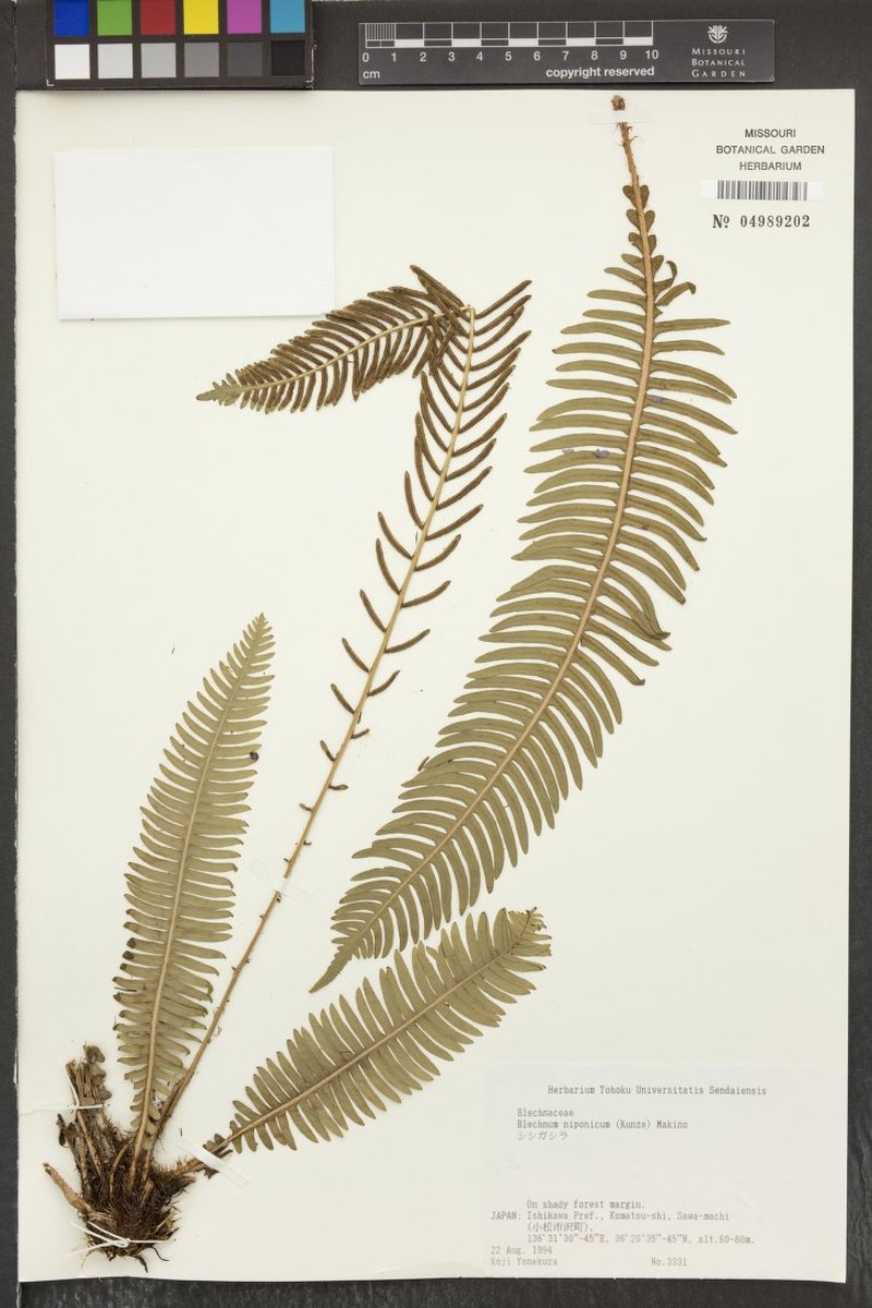 Blechnum niponicum photo 3