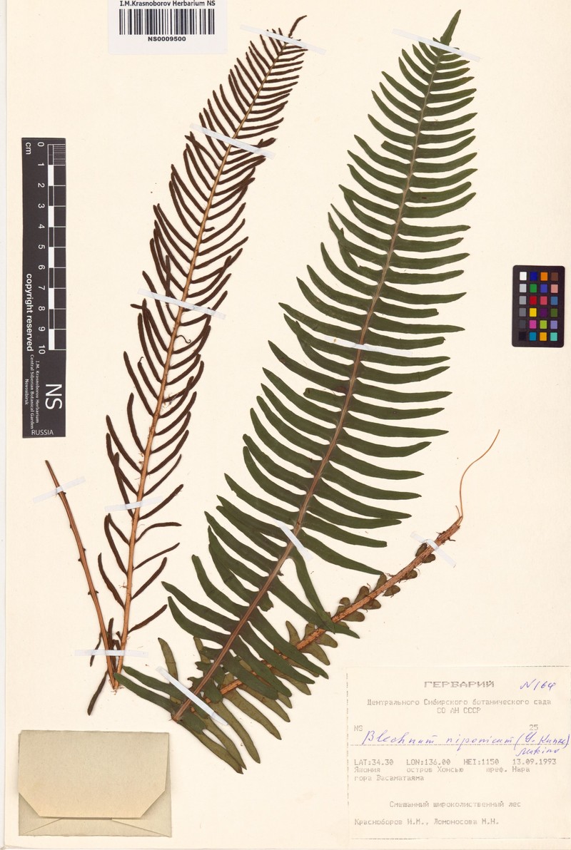 Blechnum niponicum photo 4