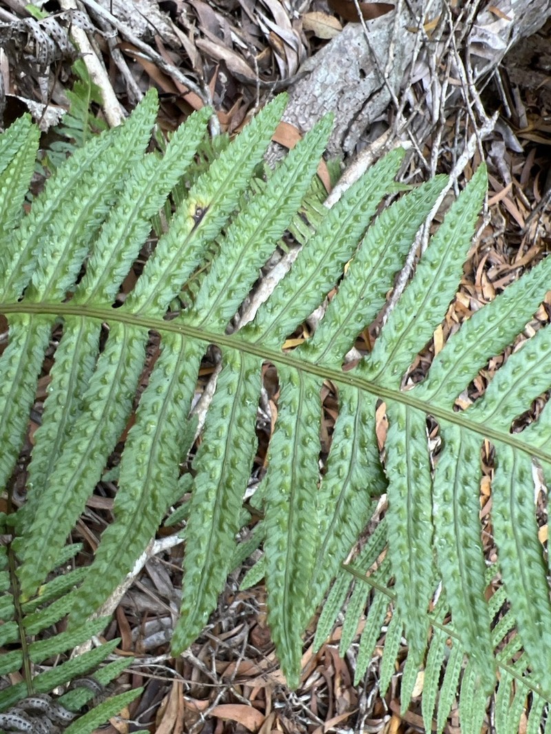 Kunth's Hacksaw Fern